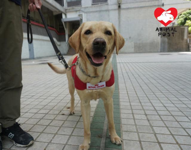 經中心培訓了半年家規、社會化及引路訓練後，大約2至3歲時便開始正式為香港導盲犬中心提供服務。 香港導盲犬服務中心相片