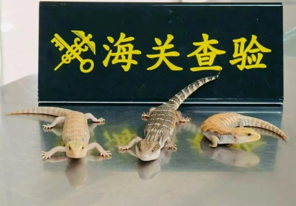 13只活体蜥蜴均属于“柔蜥属”(Lygosoma)蜥蜴。 海关发布 13只活体蜥蜴均属于“柔蜥属”(Lygosoma)蜥蜴。 海关发布