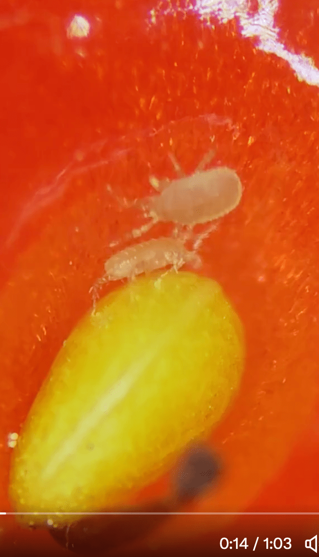 蟲蟲在表皮上到處亂爬，尤其在草莓籽附近，最多蟲蟲集結。