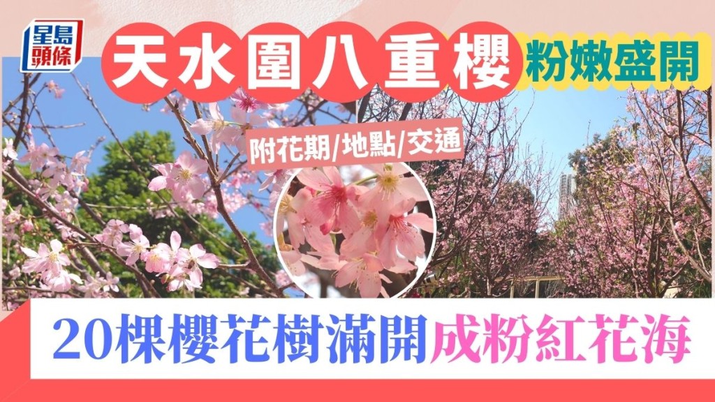 天水圍櫻花2024｜天水圍公園20棵八重櫻花盛開！地點/交通/開放時間