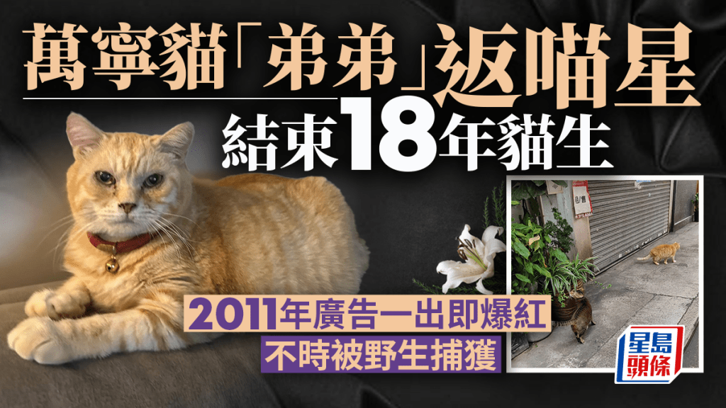 萬寧貓「弟弟」辭別人世返喵星 網民留言道不捨：謝謝你陪伴港人成長