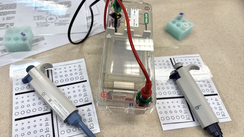 進行DNA指紋分析前,須練習如何使用移液管(Micropipette)。圖中「圈圈紙」上的圓圈代表不同容量,同學須按照不同容量指示,將液體以移液管轉移到「圈圈紙」上,如果容量正確,液體便會停留在「圈圈」中。 進行DNA指紋分析前,須練習如何使用移液管(Micropipette)。圖中「圈圈紙」上的圓圈代表不同容量,同學須按照不同容量指示,將液體以移液管轉移到「圈圈紙」上,如果容量正確,液體便會停留在「圈圈」中。