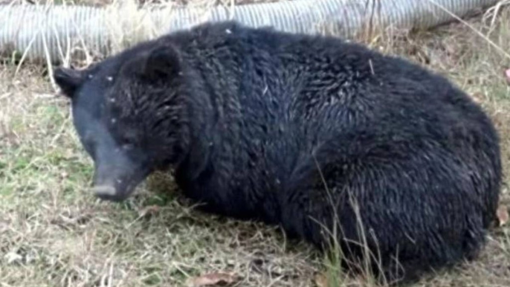 日去年度捕1.47萬頭熊，逾99%被撲殺。兵庫縣森林野生動物研究中心