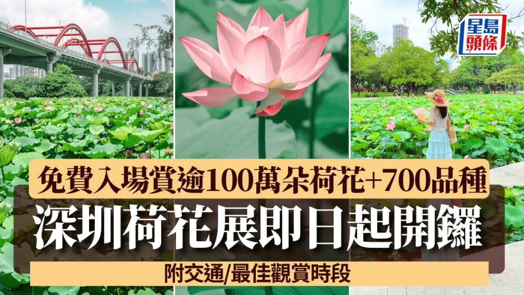 深圳荷花展即日起開鑼！免費入場賞逾100萬朵荷花+700品種 附交通/最佳觀賞時段
