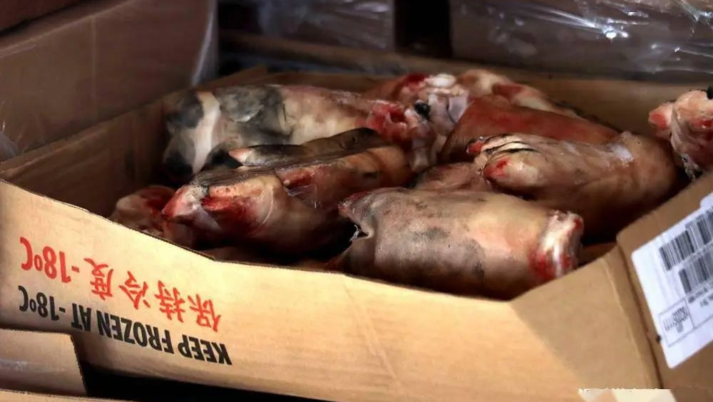 深圳海警日前截300馀吨走私猪手等冻品。  深圳海警局