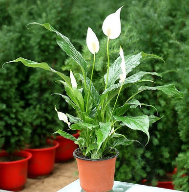  白鶴芋