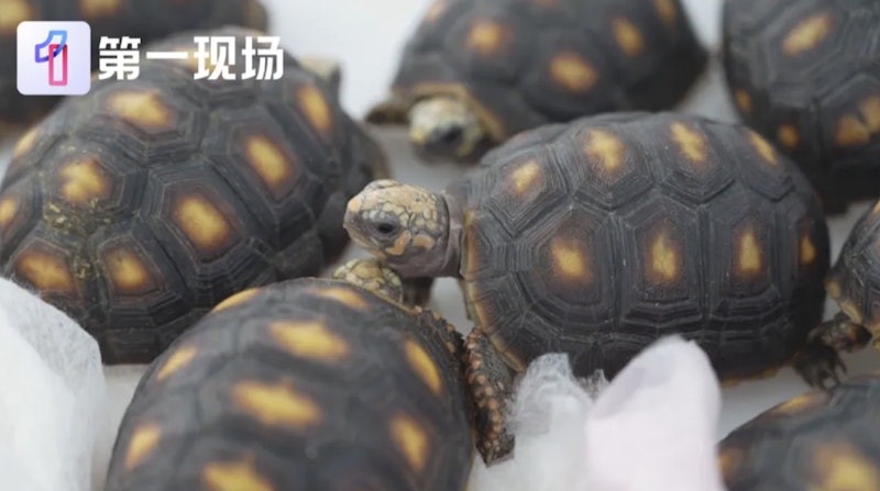 福田海關人員揭發女旅客在黑絲襪夾帶30隻活體龜入境。第一現場 福田海關人員揭發女旅客在黑絲襪夾帶30隻活體龜入境。第一現場