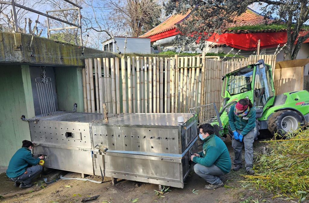 马德里动物园的工作人员日前将大熊猫一家五口搬运至适应环境的训练箱。 路透社