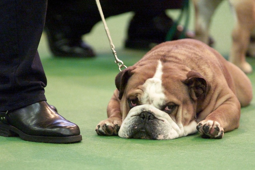 鬥牛犬特徵為肌肉發達。路透社[示意圖]