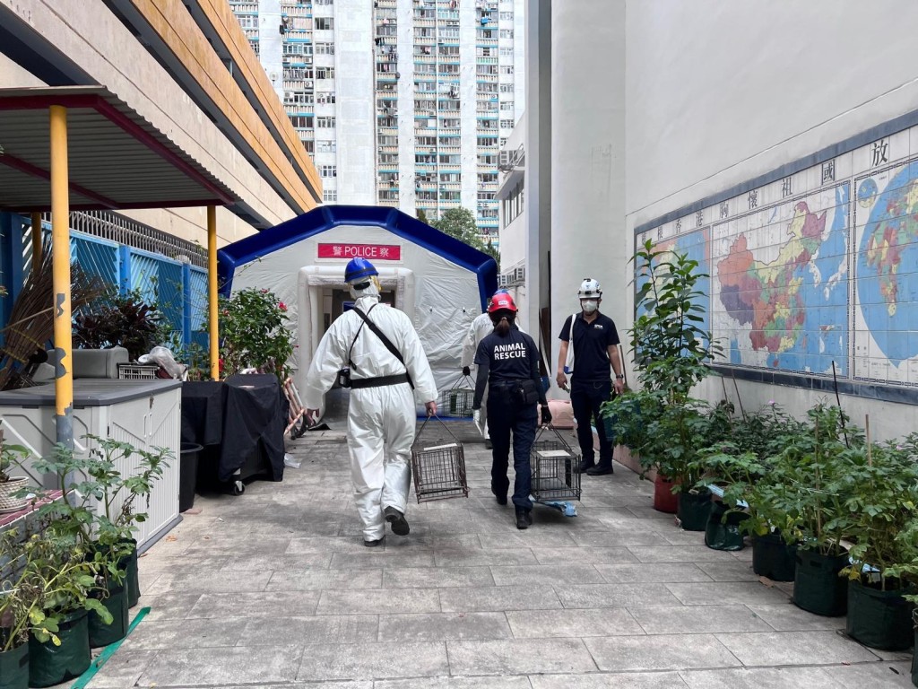 聖誕前夕愛協獲批在宏仁閣擺放少量捕貓籠及攝錄機。愛護動物協會提供