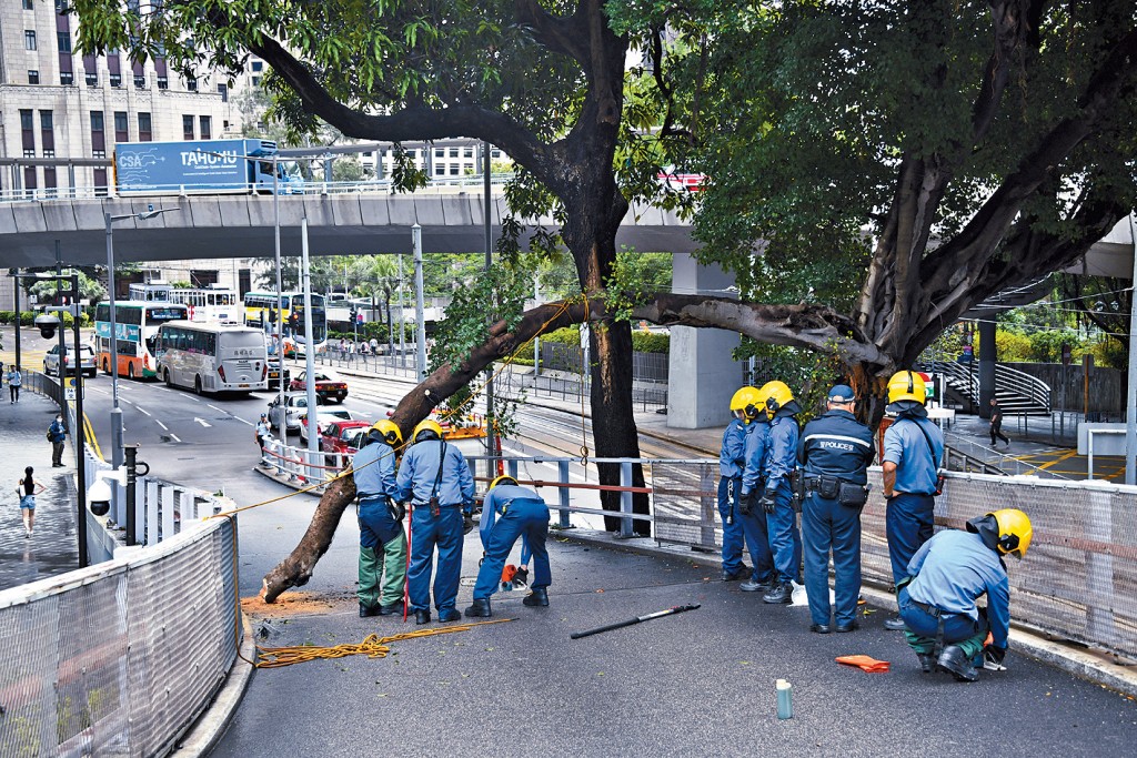 消防員在金鐘道用鋸將塌下的樹枝「分解」,待相關部門派員清理。