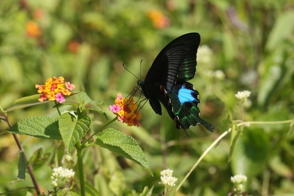 玉斑鳳蝶。綠色力量提供