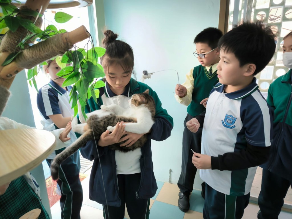 沙頭角中心小學的學生享受與寵愛閣的貓貓互動。