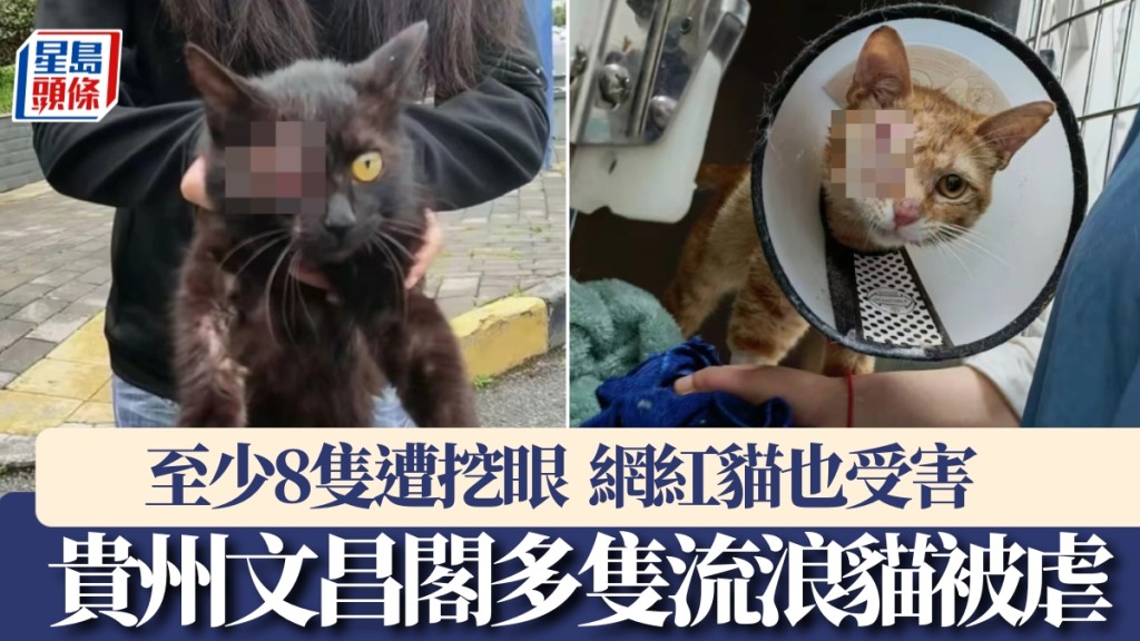 貴州文昌閣發生多宗恐怖虐貓事件，至少8隻流浪貓遭挖眼，有些更被斷四肢。