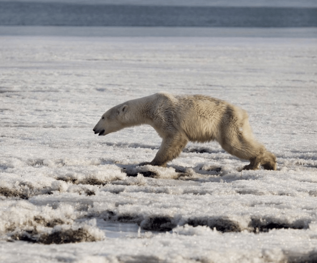 1990年曾发生北极熊杀人事件，生物学家推测与食物荒及饥饿有关。AP资料图