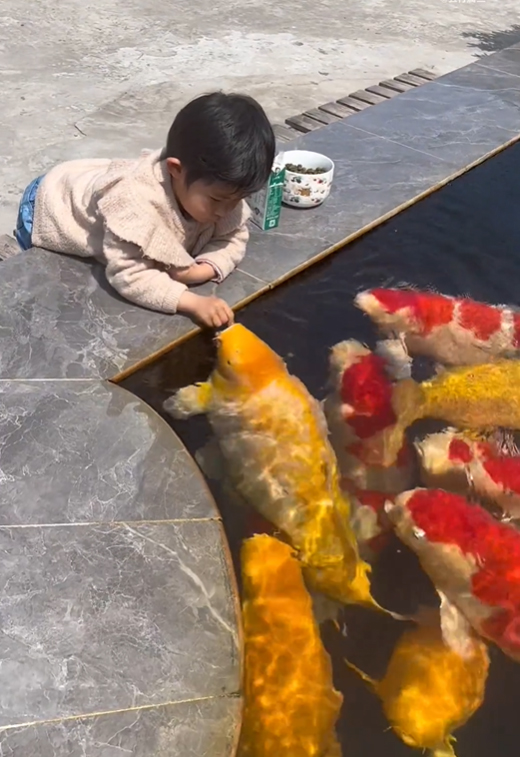 女童手持饲料，在池边喂饲锦鲤。 网片截图