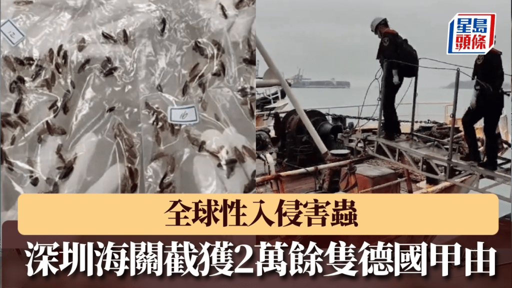 深圳海關截獲2萬餘隻德國甲由。