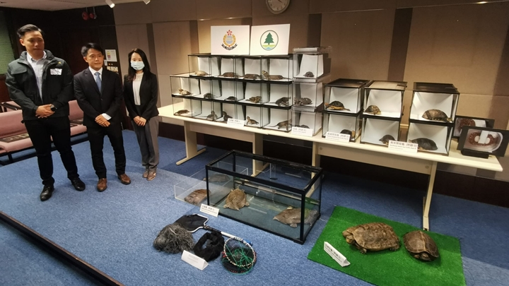 警方與漁護署展開聯合行動，本月19日在被捕男子的大埔寓所檢獲多隻瀕危活龜。