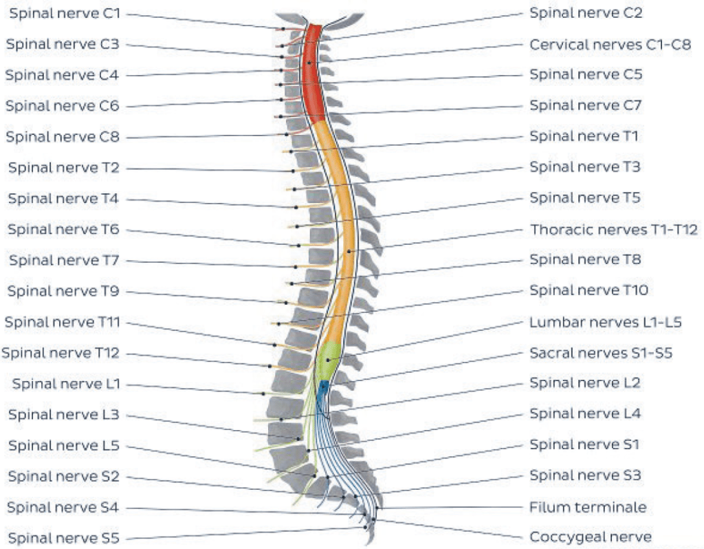 C1至C8是颈椎神经、T1至T12是胸椎神经、L1至L5是腰椎神经、S1至S5是骶椎神经、Coccygeal nerve 是尾椎神经，合共31组神经。