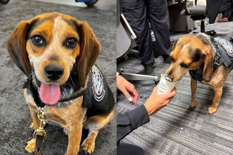 检疫犬弗雷迪甚受欢迎。@don1lee/X 检疫犬弗雷迪甚受欢迎。@don1lee/X