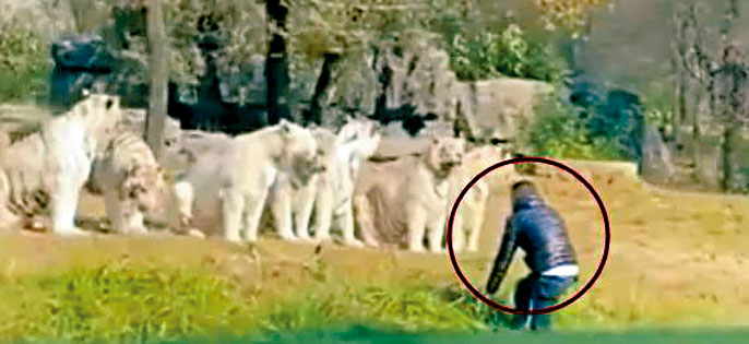 ■北京游客挑衅白虎群。