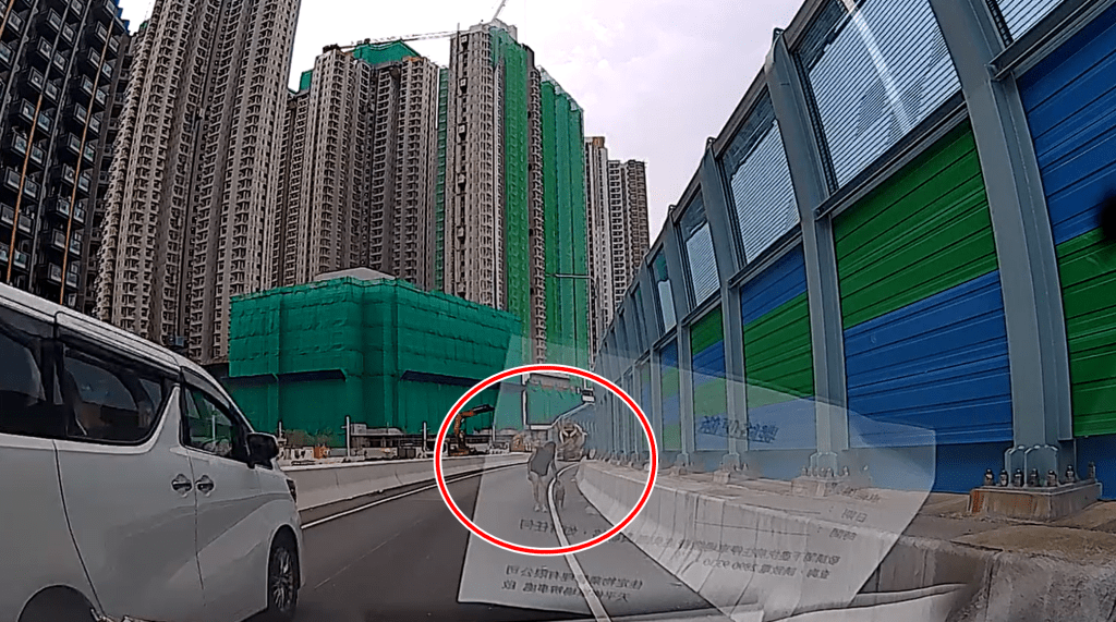 劉先生慢慢帶狗上車。網圖