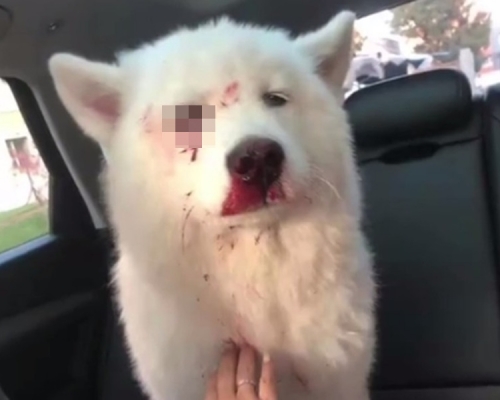 薩摩耶犬被打爆眼球遺棄。網上圖片