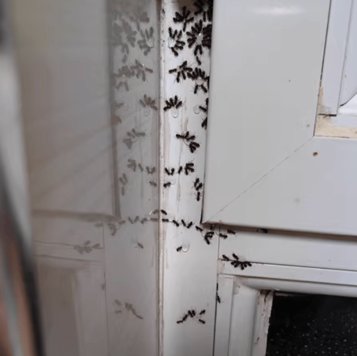 許多用家都驚訝原來家中有這麼多螞蟻。（圖片來源：淘寶）
