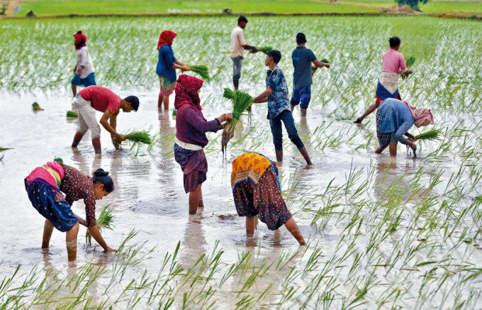 由於世界最大稻米出口國印度禁止部分稻米出口，全球米價在8月飆至15年來新高。圖為印度艾哈邁達巴德市郊的農民昨日在田裏插秧。