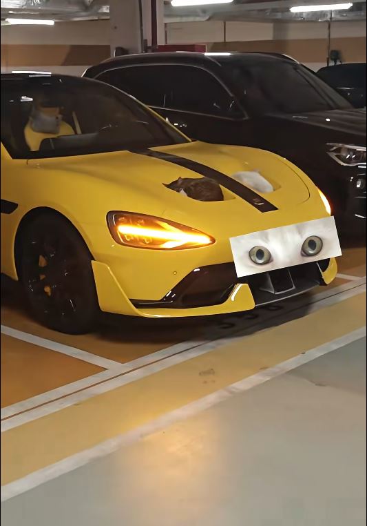 小米SU7 Ultra車頭冚的雙凹位變完美貓窩。小紅書