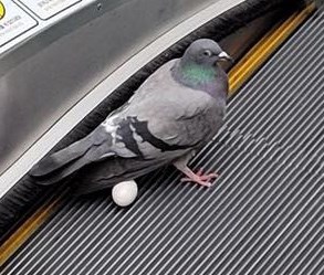 网上流传一张白鸽在扶手电梯上下蛋一刻的相片。网上截图