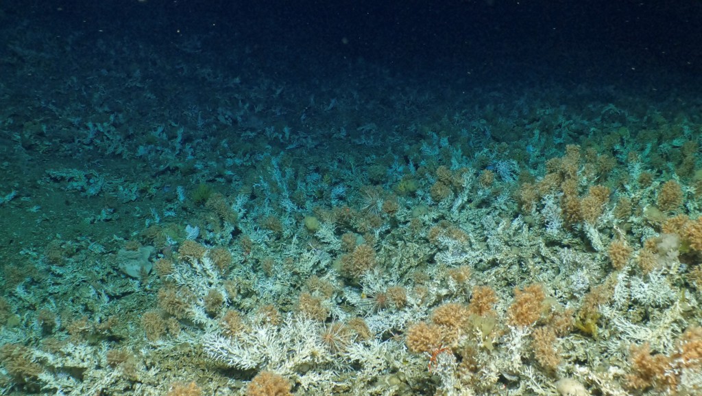 厄瓜多尔海床发现新品种珊瑚。(路透社)