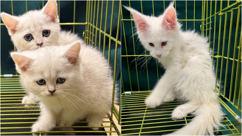 羅湖海關截查中年漢 揭背囊藏3隻走私貓