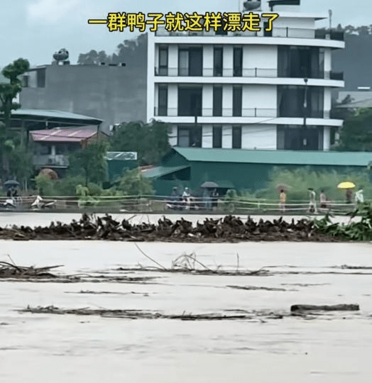 一群鸭子在洪水中飘流。