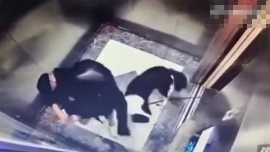 網上流傳一段片段，見到一名放狗女子進入升降機後，才發現狗帶另一端還在升降機外。網上截圖