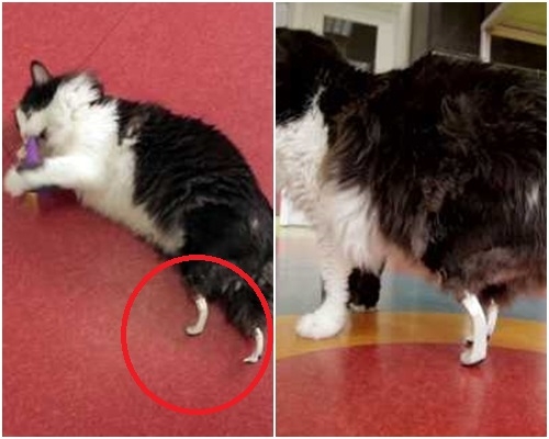 Pooh裝上義肢後行動自如。AP