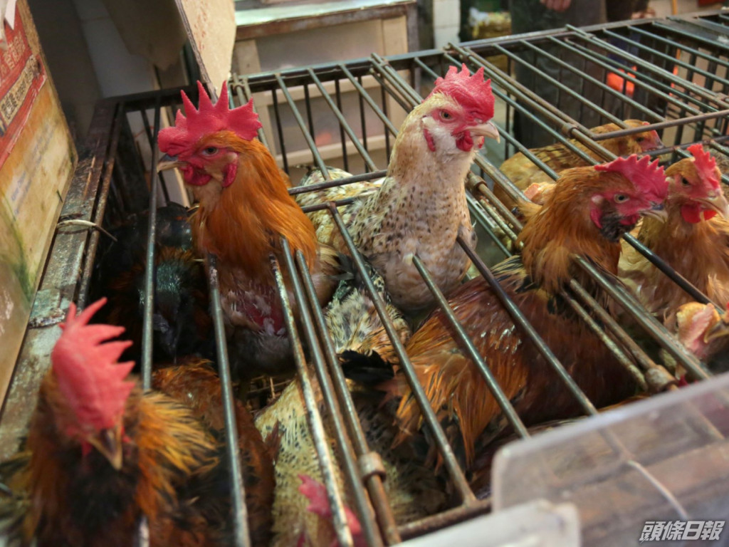 去年 9 月，廣西一名 38 歲婦女接觸散養家禽後死於 H5N1。