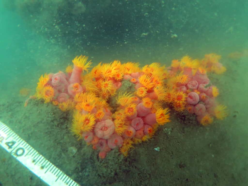 南丫發電廠致力提升生物多樣性，除了綠樹成蔭，更錄得30多種鳥類出沒，附近水域亦發現有綠海龜和迷你珊瑚群，生長狀況良好。