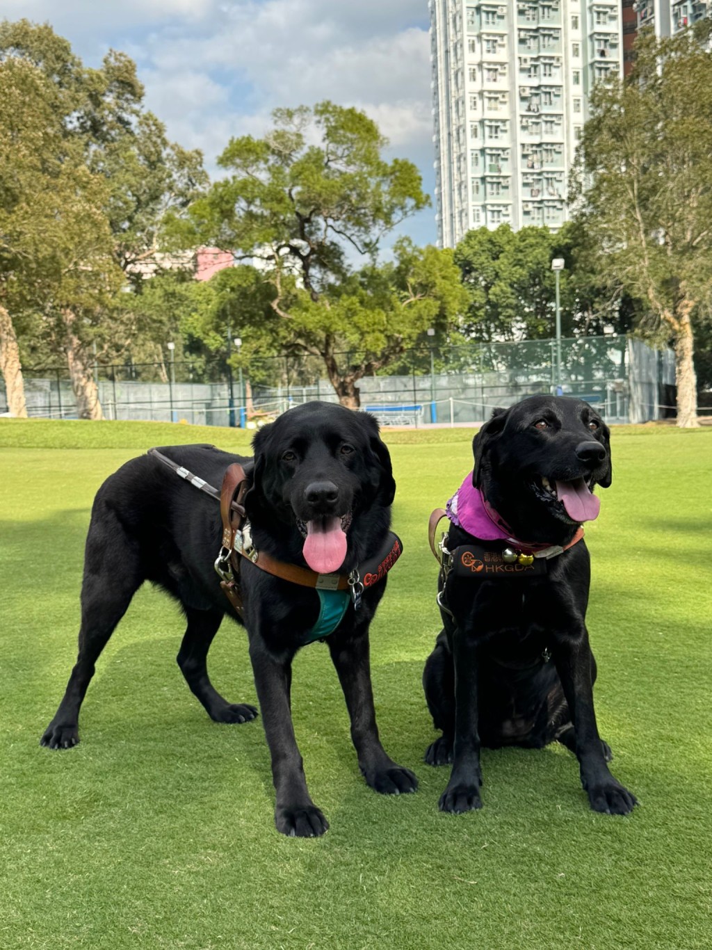 （图片来源：香港导盲犬协会）