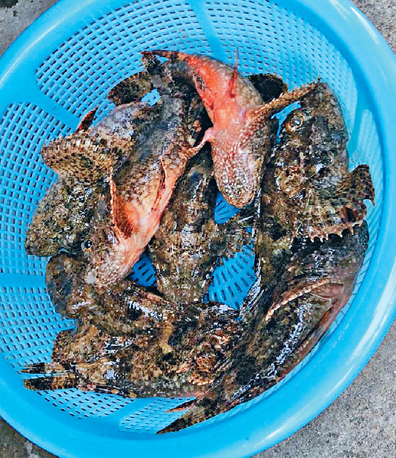 任意行——石崇魚甜湯 任意行——石崇魚甜湯