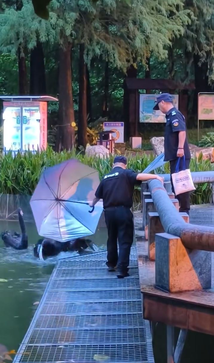 保安解救困在铁丝网的黑天鹅幼崽，遭其父母攻击。
