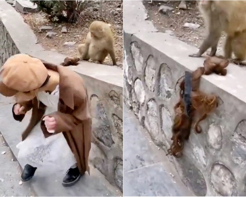 河南女遊客被猴子意外扯下假髮。網圖