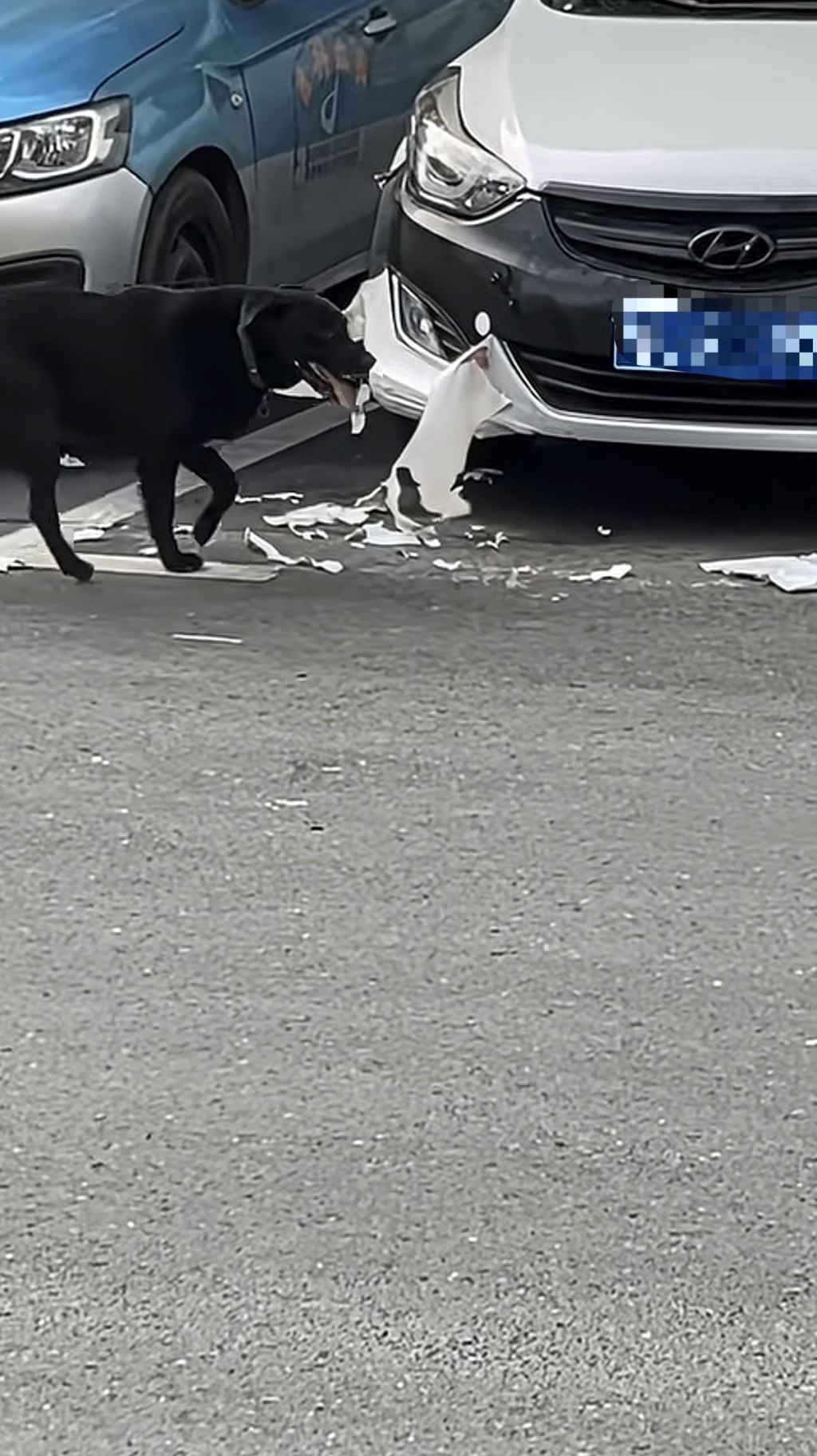 湖南私家車遭狗啃咬維修需千元。抖音@月月月來月乖