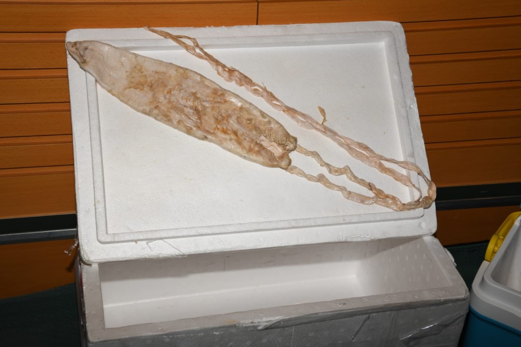 海關在機場檢獲270條石首魚魚肚。