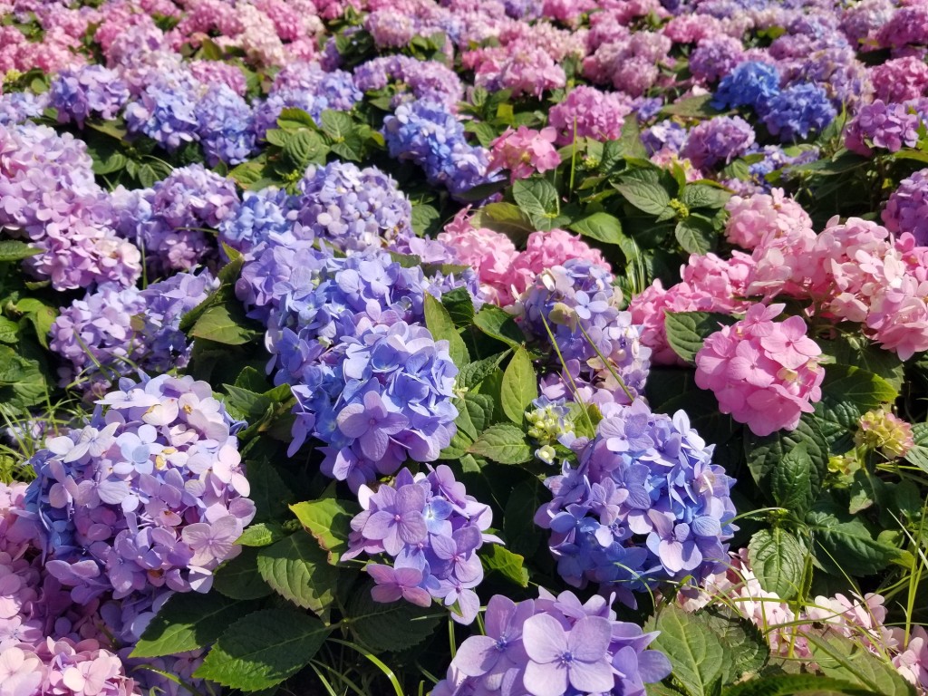 今年展覽的主題花是繡球花,並以「繡麗綻放.幸福滿載」為主題。資料圖片