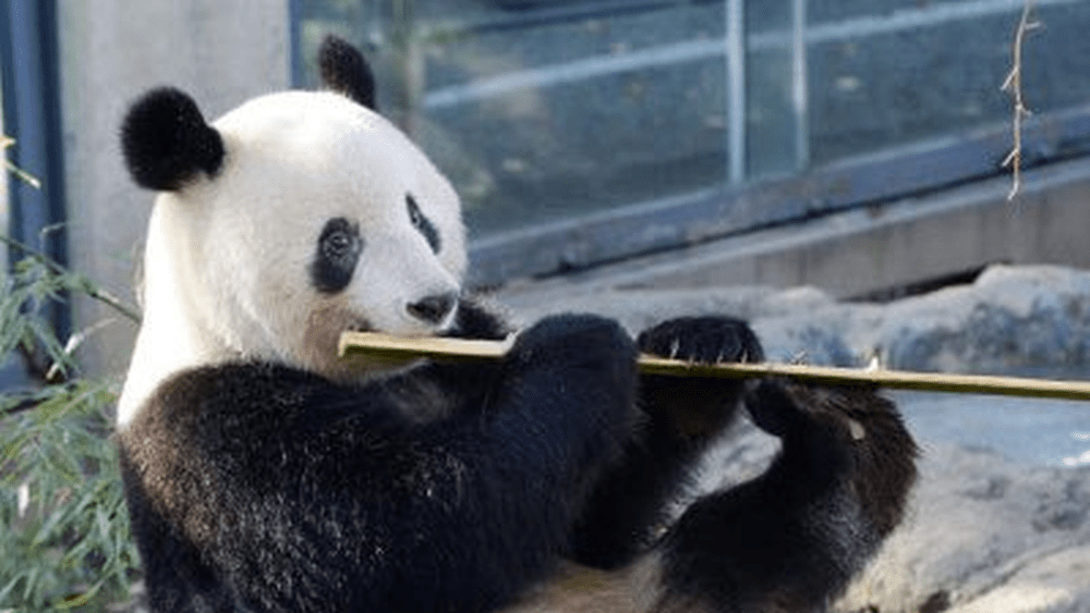 日本上野动物园的雌性大熊猫「香香」。
