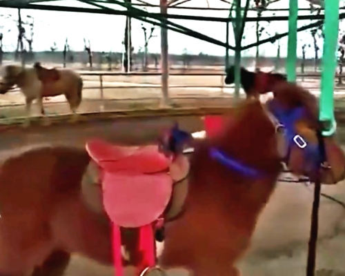 江蘇動物園推出旋轉活馬。網上圖片