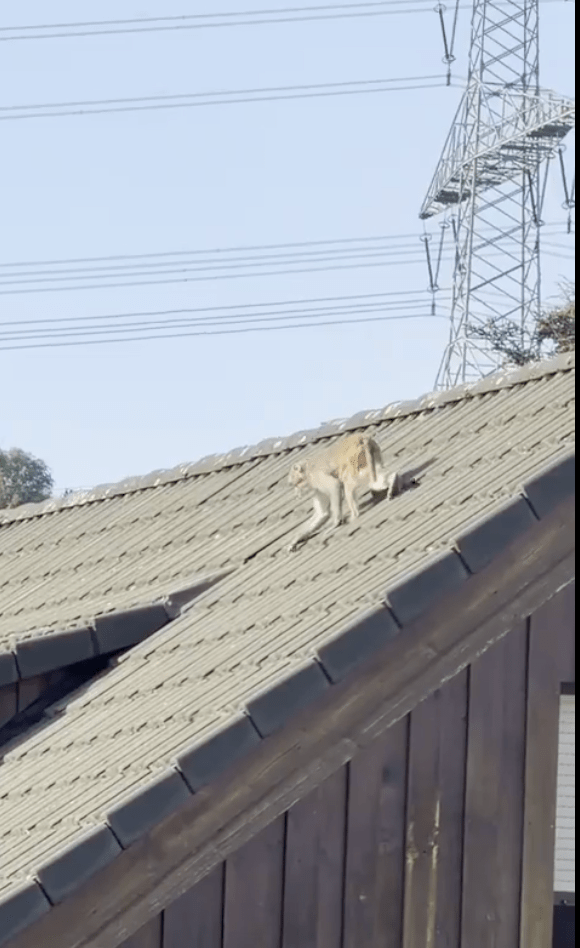 警方接獲全市各地排山倒海的市民報告，指在不同角落都發現這群「逃犯」的蹤影。