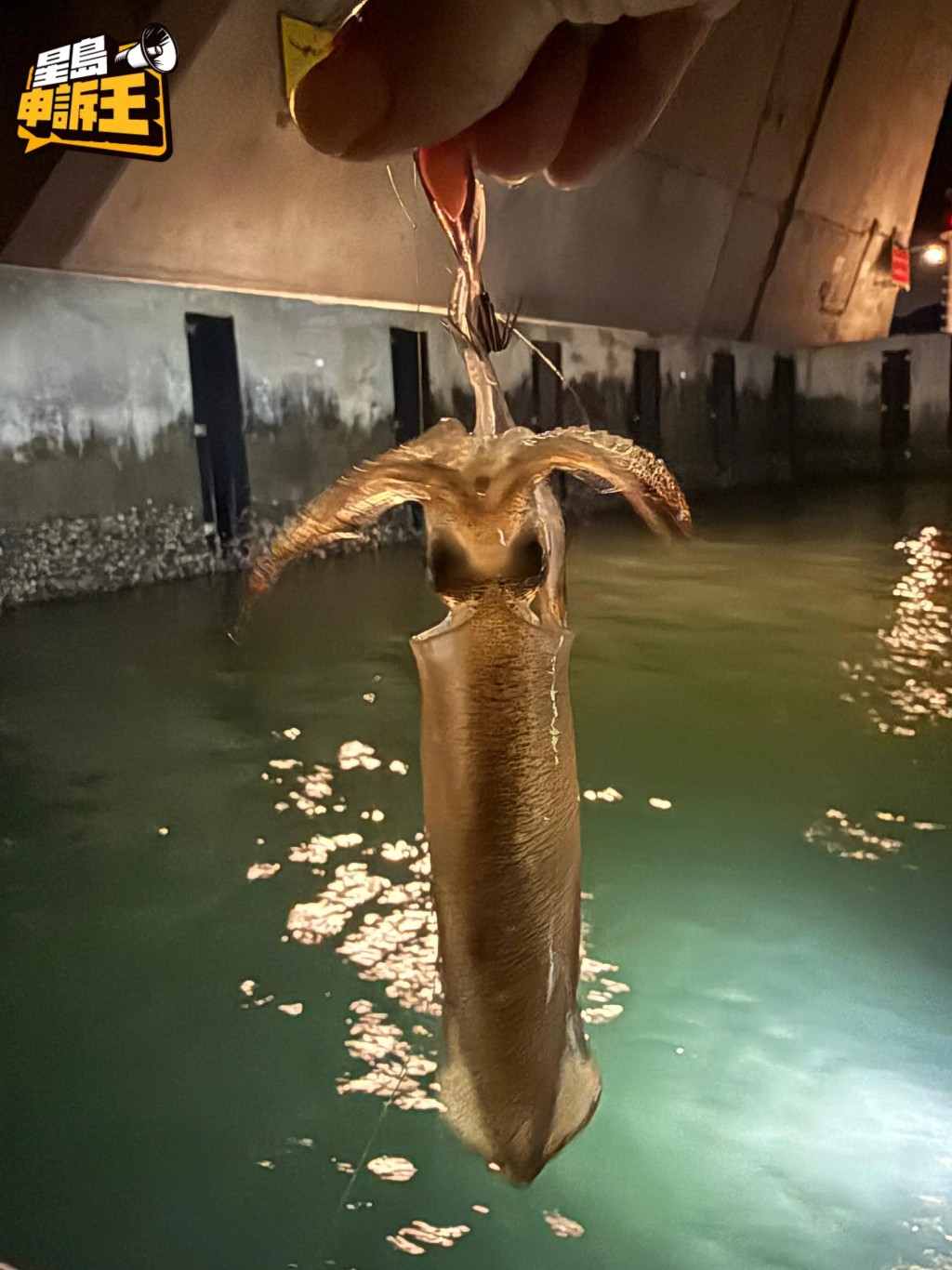 Rambo釣上來的魷魚非常生猛。 Rambo釣上來的魷魚非常生猛。