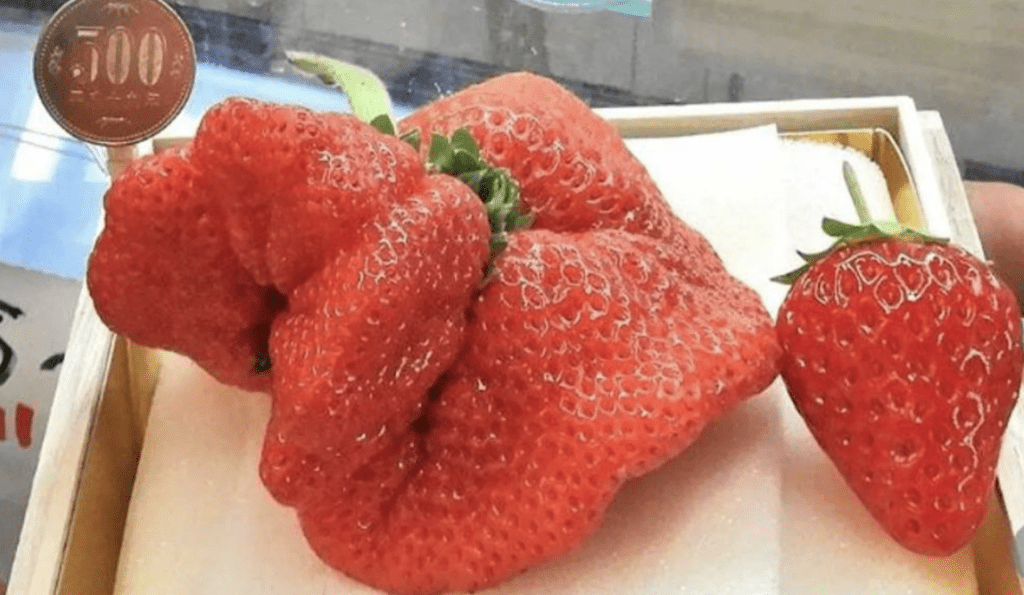 據《岐阜新聞》報導，奧田農園近日收成了1顆重達165公克的草莓（左），售價為10萬日圓。
